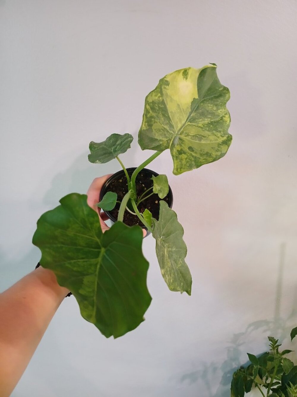 Alocasia Gangeana Aurea